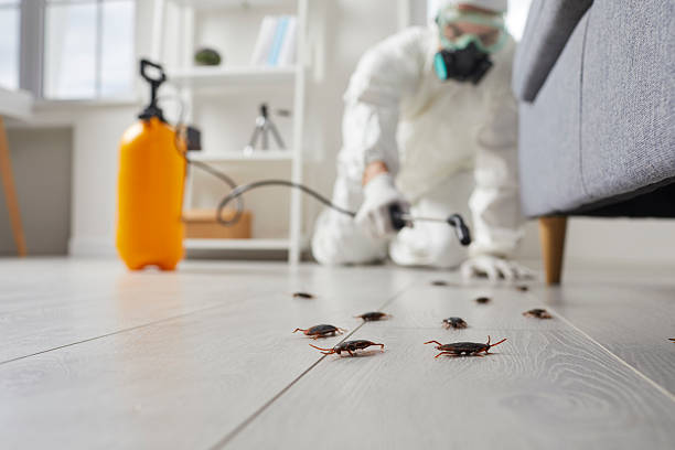 Post-Treatment Bed Bug Interceptor Monitoring in Little Rock